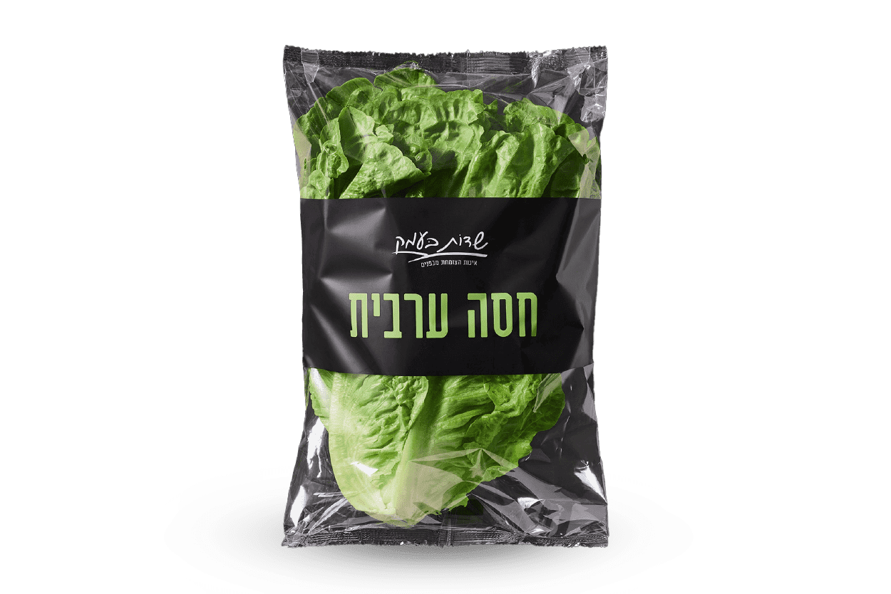 חסה ערבית חסה ערבית