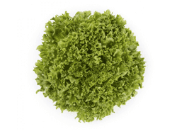 חסה לאליק חסה לאליק