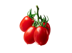 עגבניה שרי תמר לובלו עגבניה שרי תמר לובלו